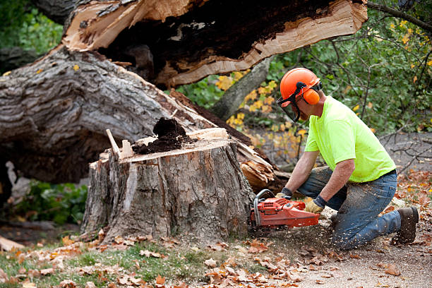 Best Tree Trimming and Pruning  in Dunn Loring, VA